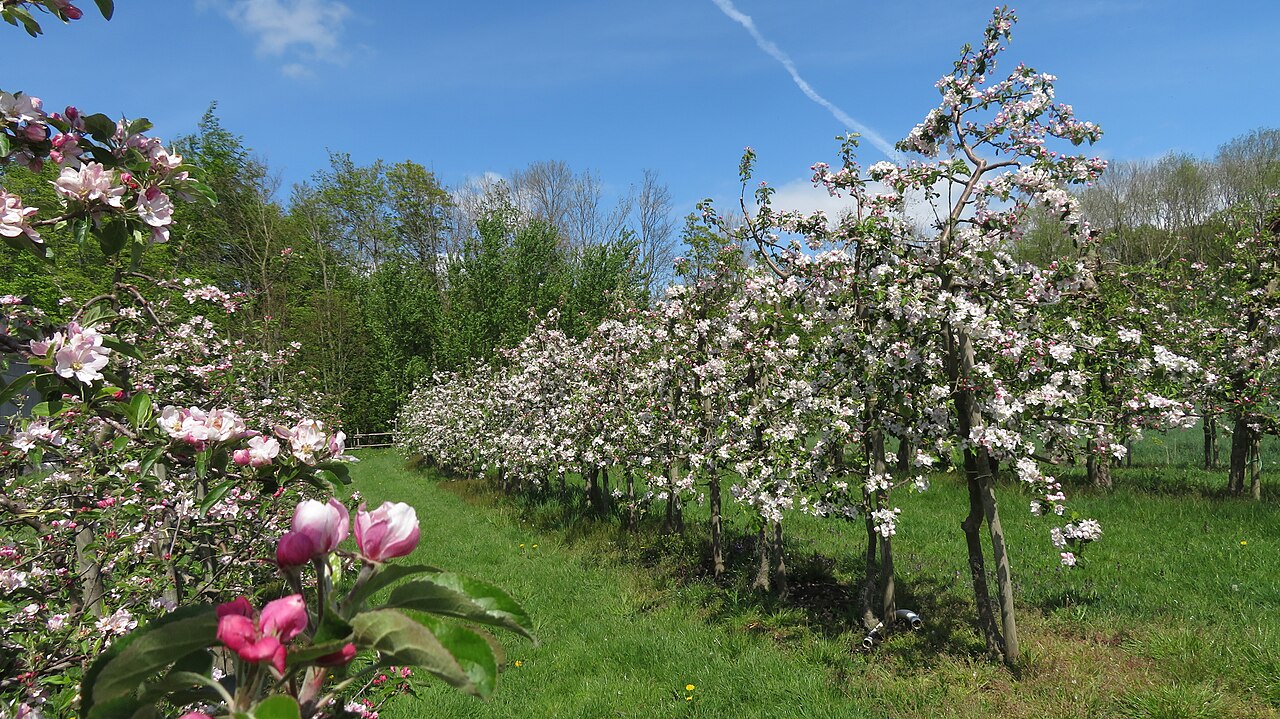 Apples & cherries at Altes Land Obsthof