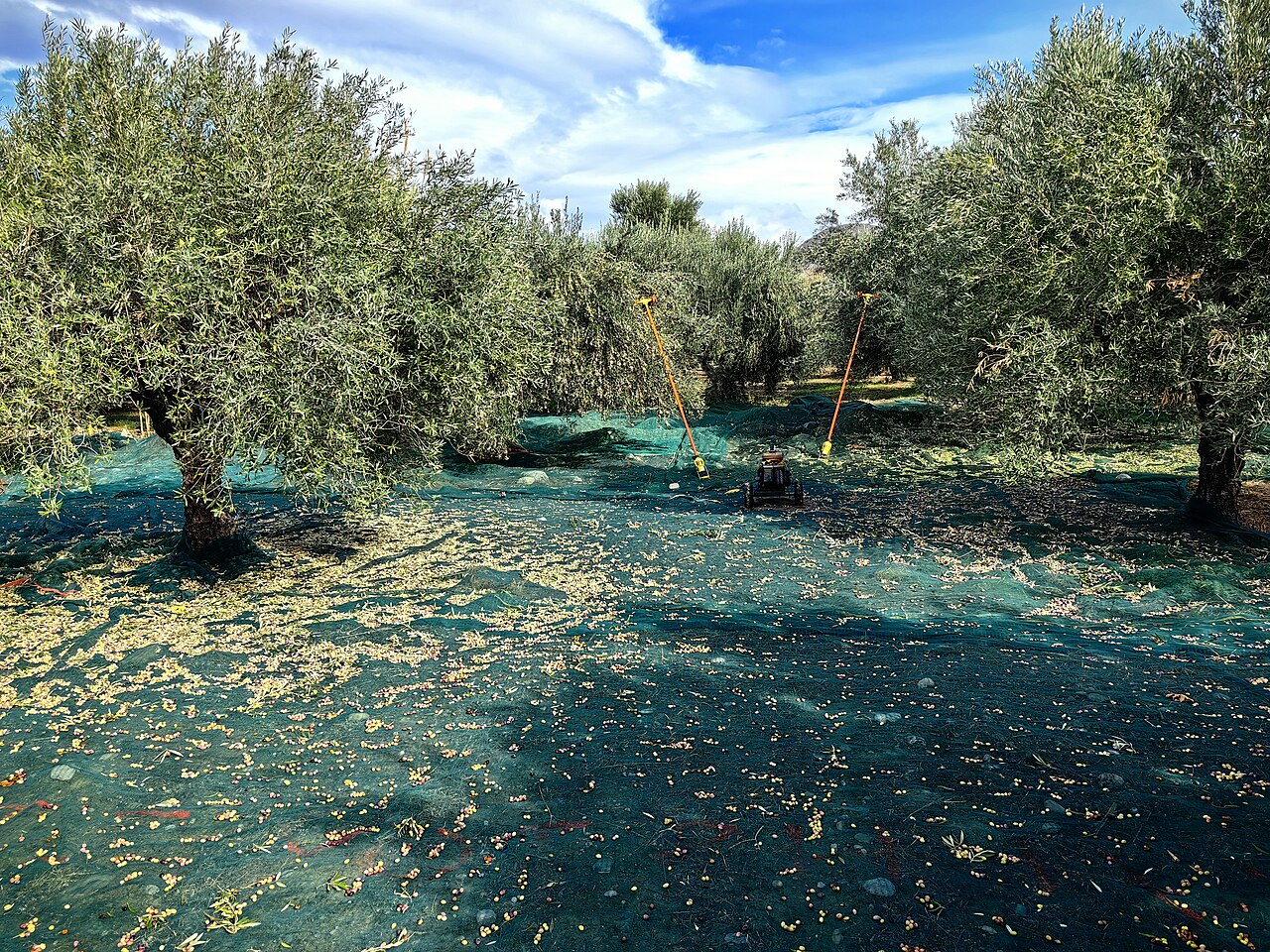Olive harvest nets under Greek olive trees