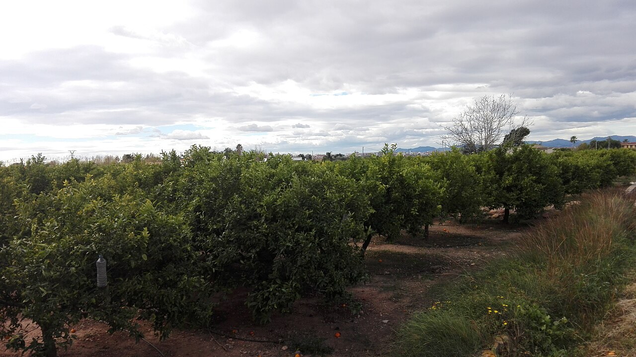 Orange orchard in the Valencian Community