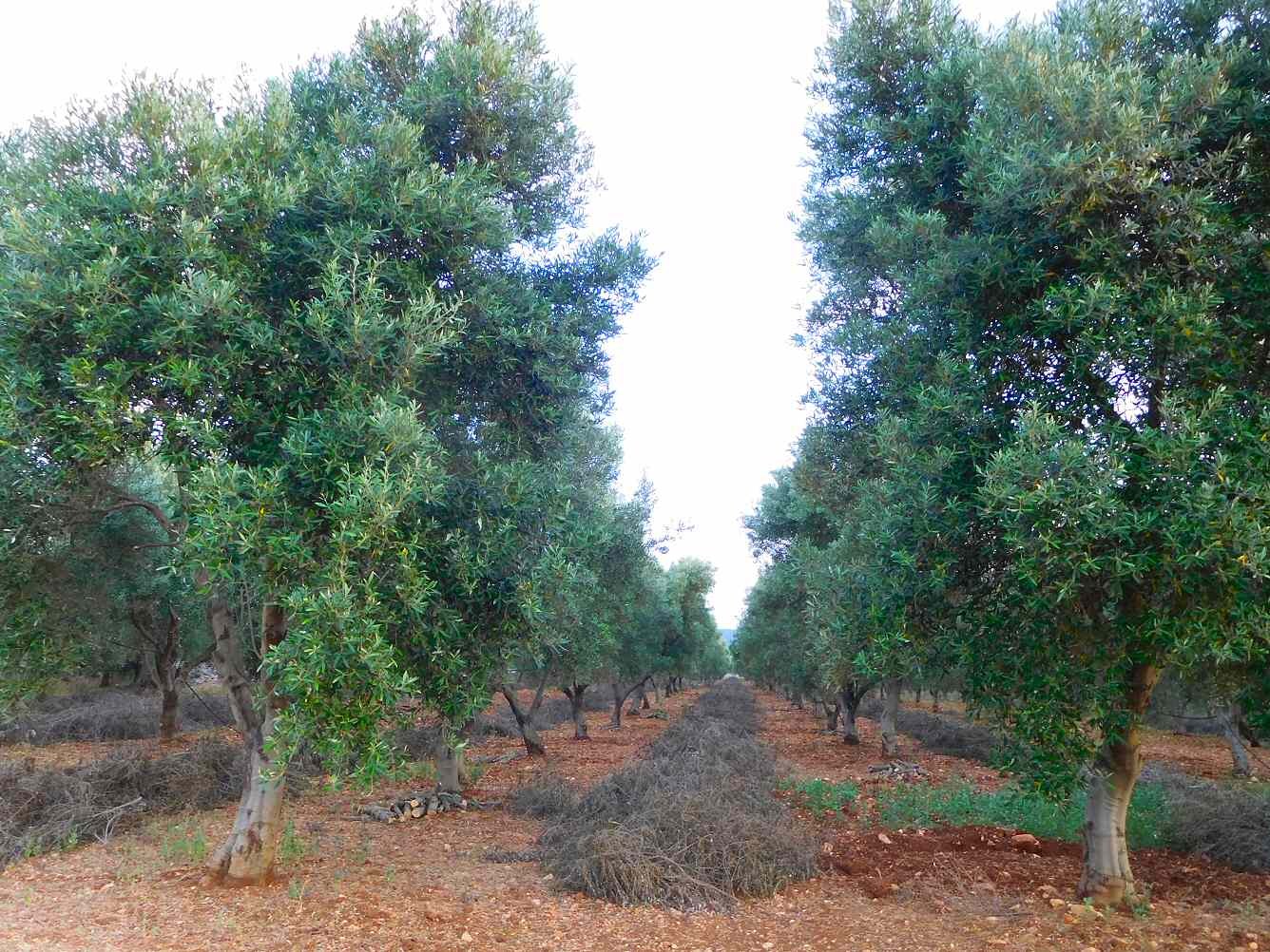 Rows of olive trees in Ostuni, Puglia