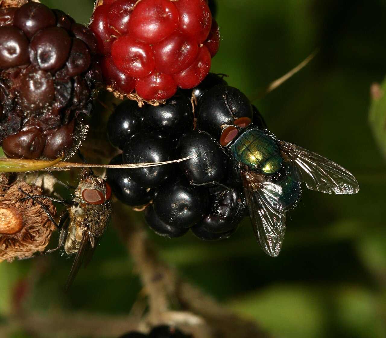 Blaeberries & brambles at Highland Wild Bramble Walk