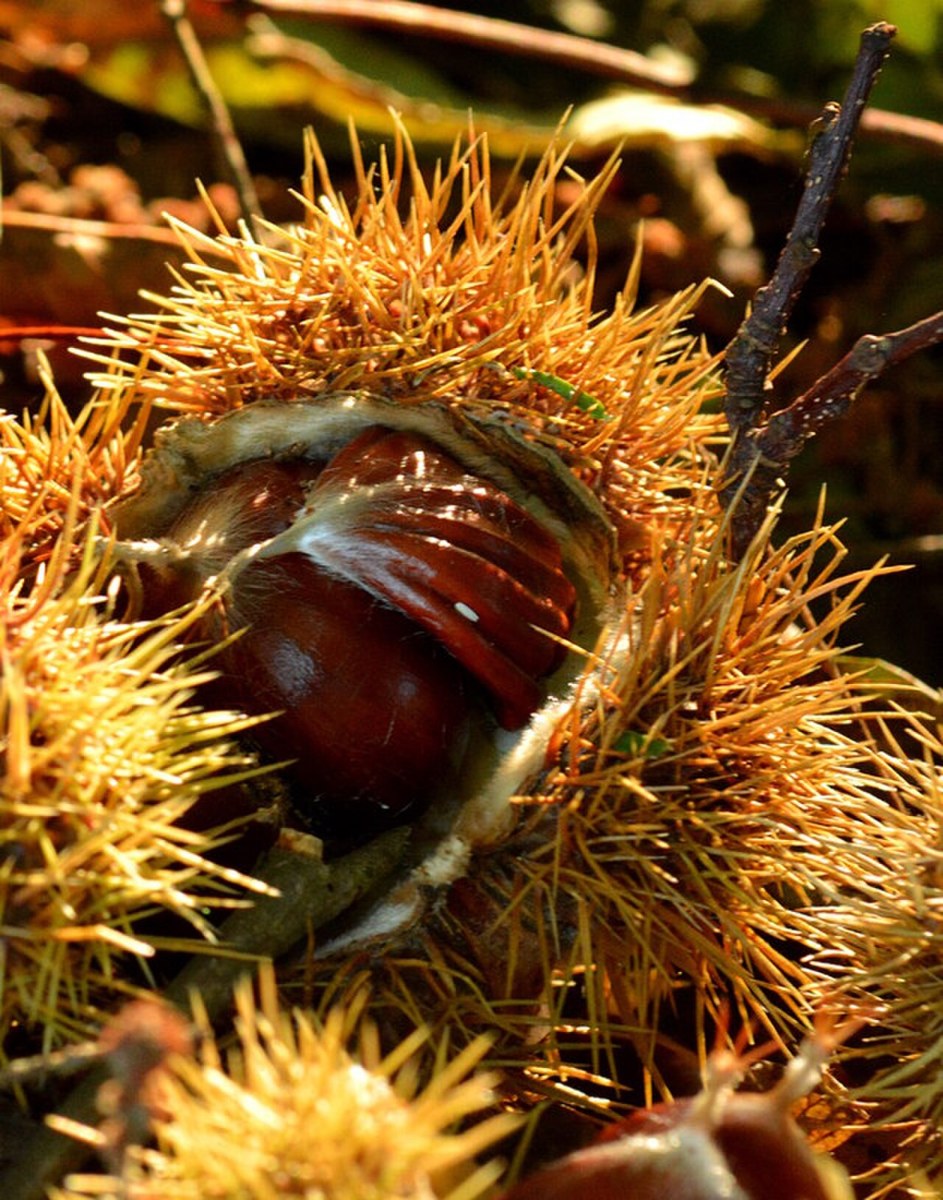 Sweet chestnuts in their spiky husks