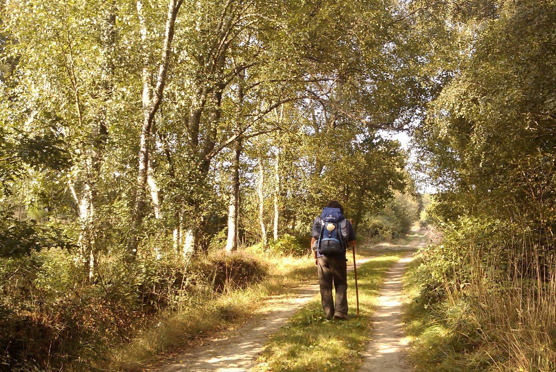 A walker on the Camino de Santiago in Galicia