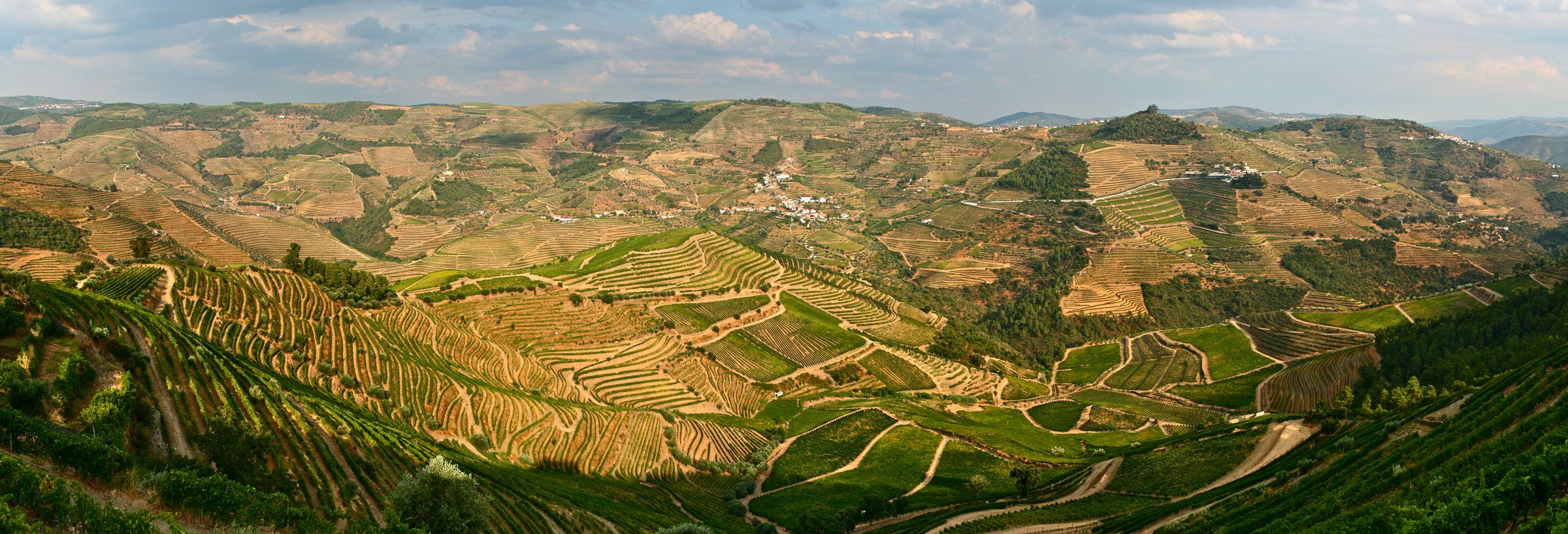 Terraced vineyards on the hills above the Douro Valley in Portugal