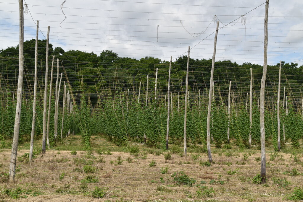 Farm tour in Faversham, Kent