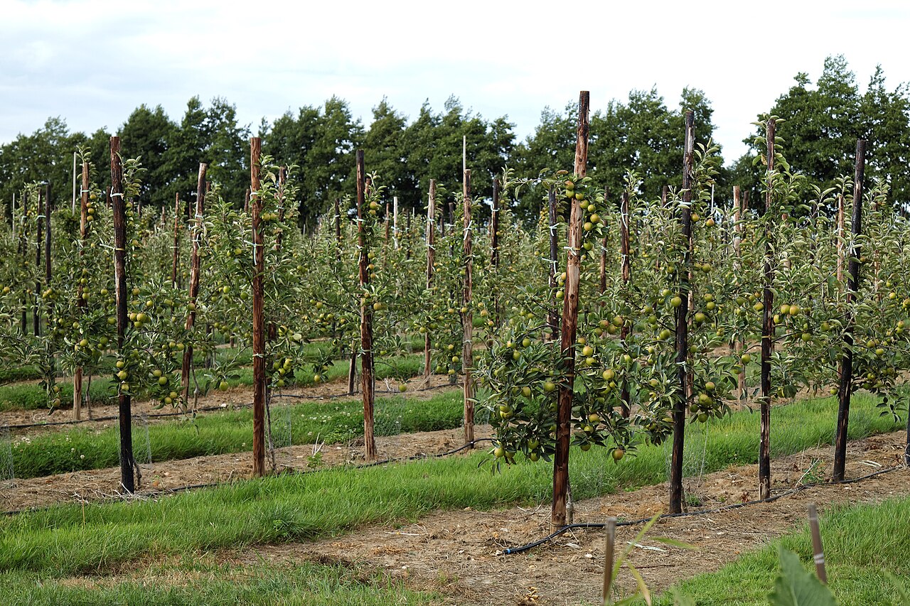 Cherries & plums at Garden of England Cherry Orchard