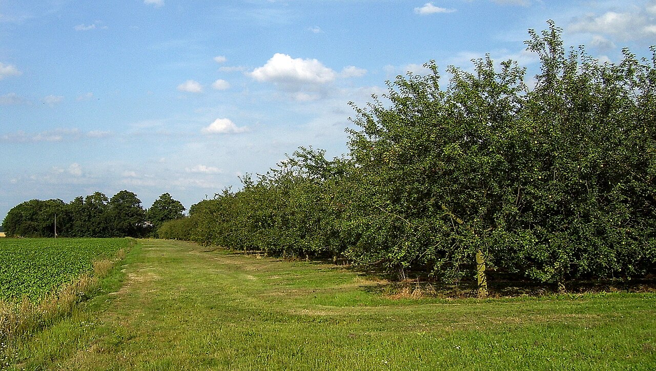 Cider apples at La Pommeraie de Normandie
