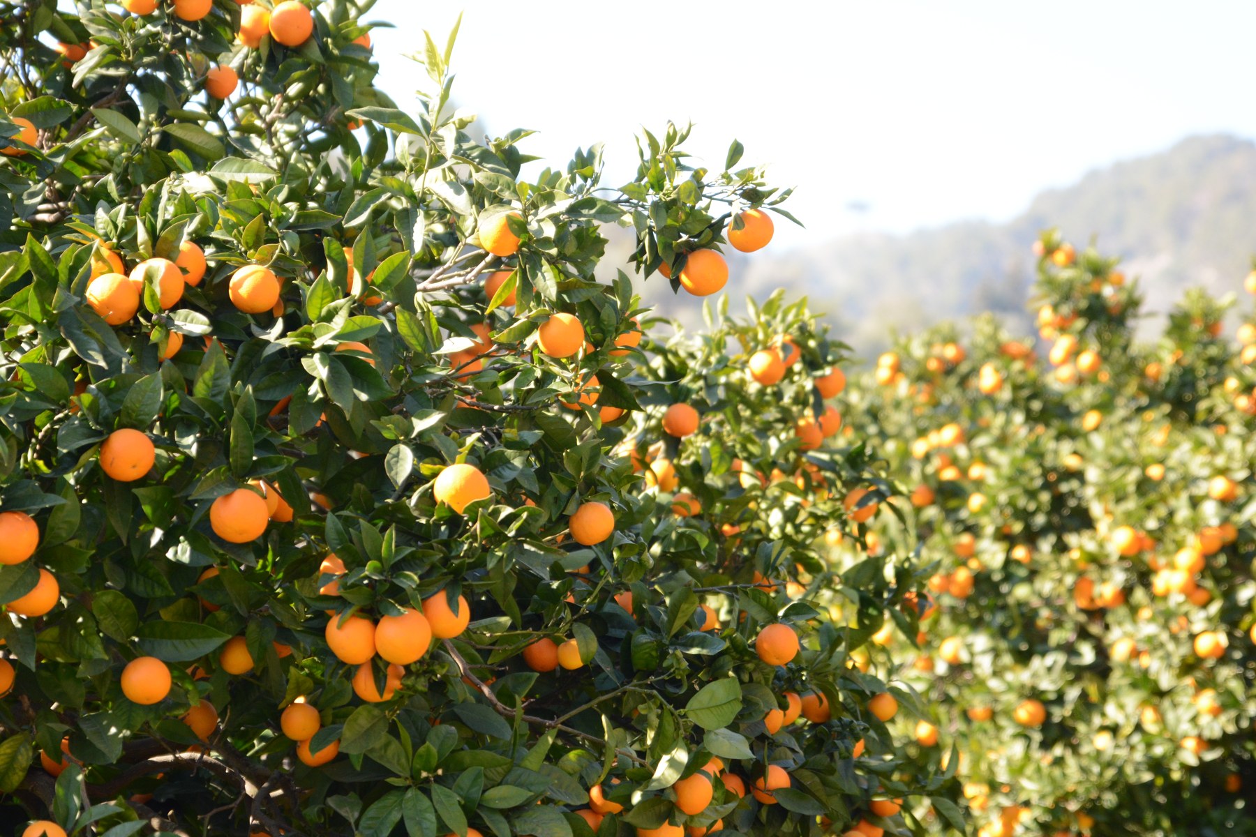 Ripe oranges on trees near Sóller, Mallorca
