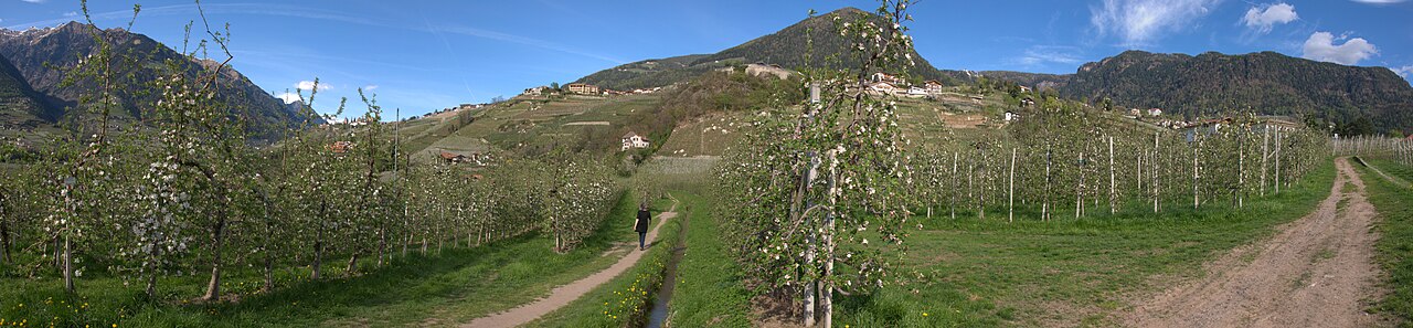 Golden Delicious apples at Val di Non Mele Cooperative