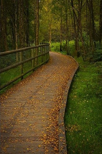 Autumn woodland path in Tomnafinnoge Wood, Wicklow
