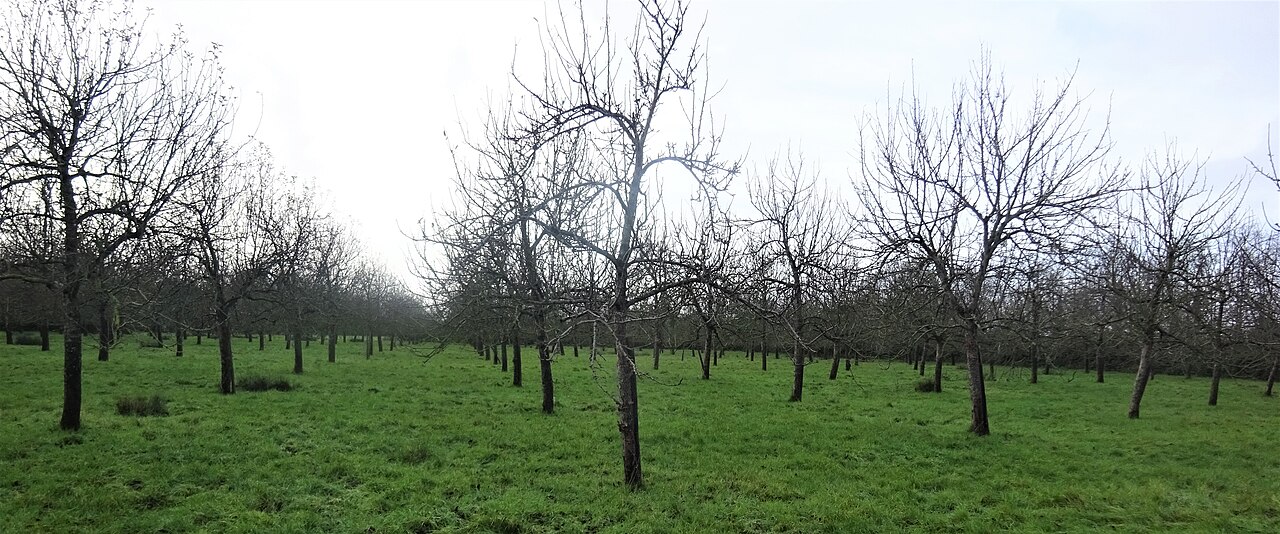 Cider apples at Somerset Levels Cider House