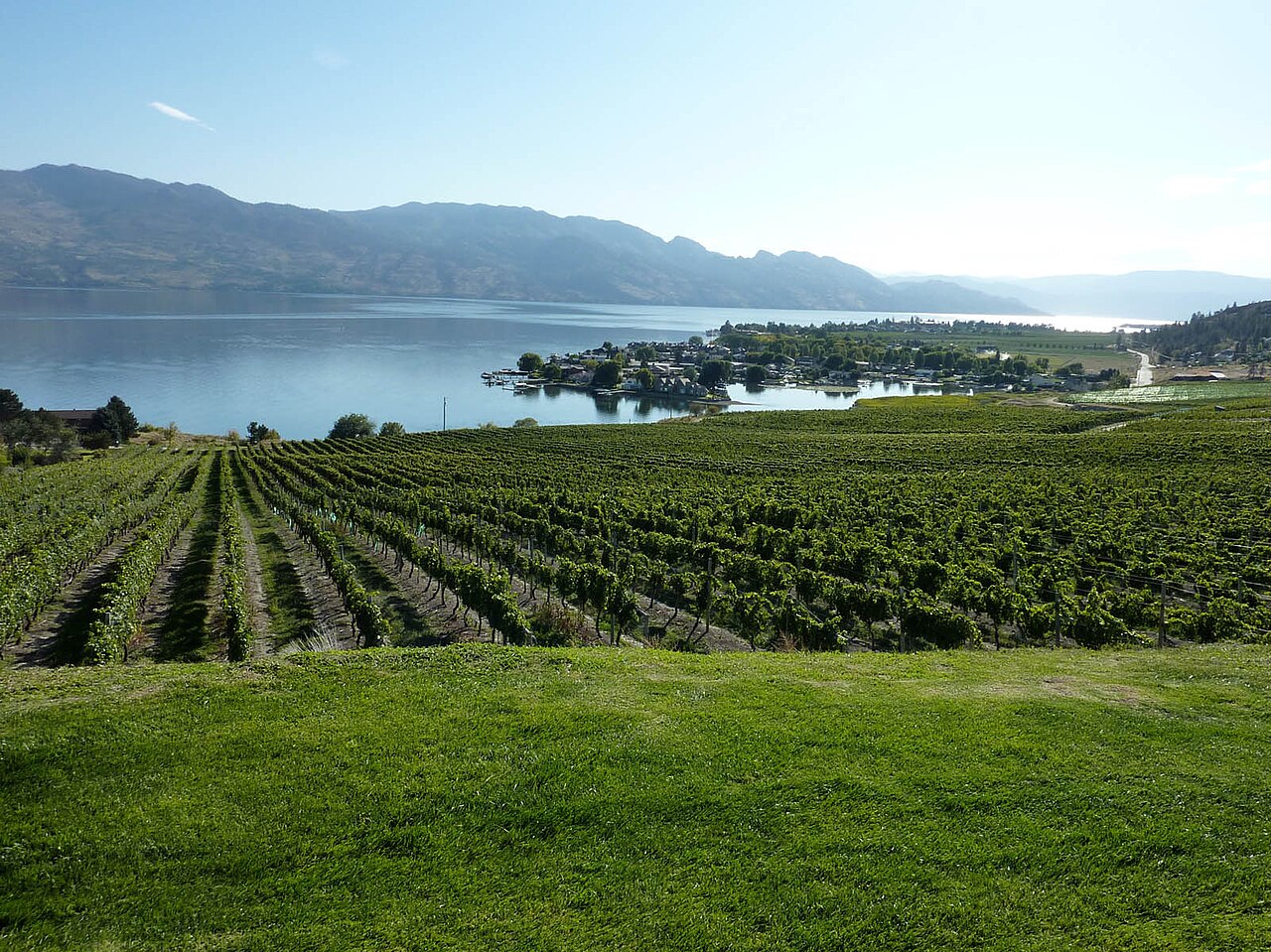 Kelowna vineyard above Okanagan Lake