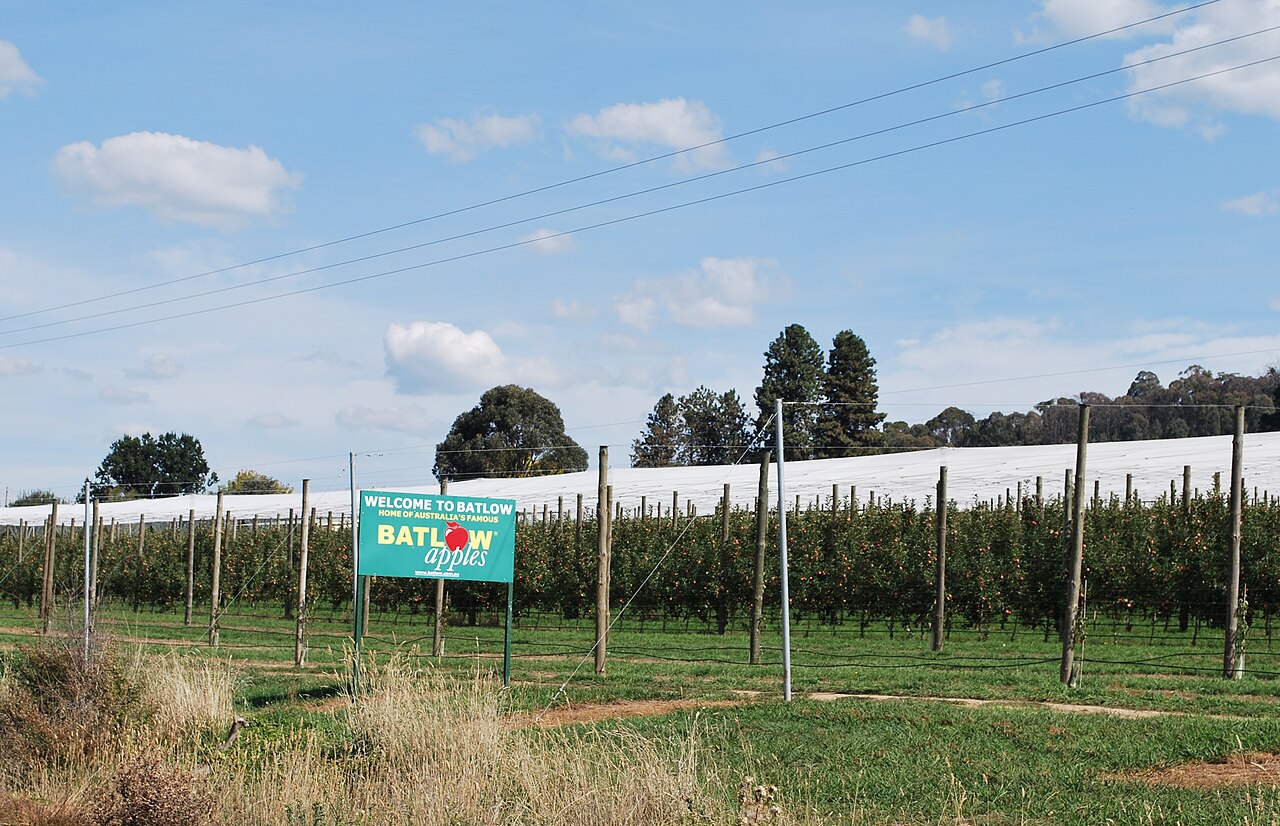 Pink Lady apples at Batlow Mountain Apples
