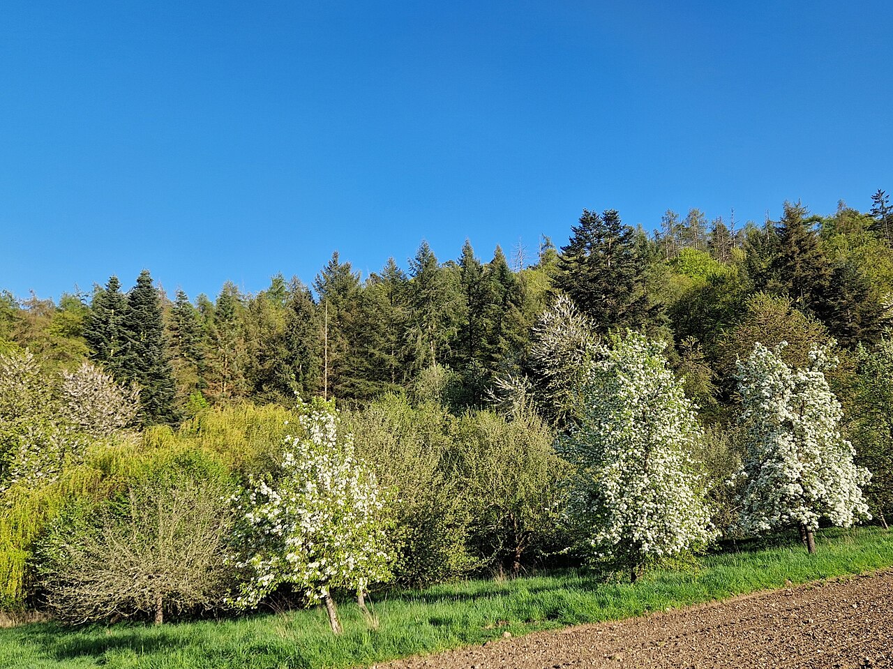 Bartlett pears at Sonoma Heritage Pear Grove