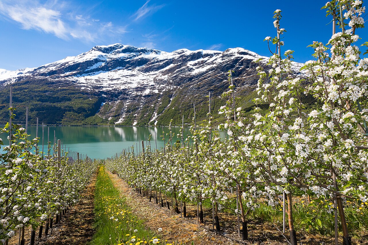 Orchard blossom above Sørfjorden, Hardanger