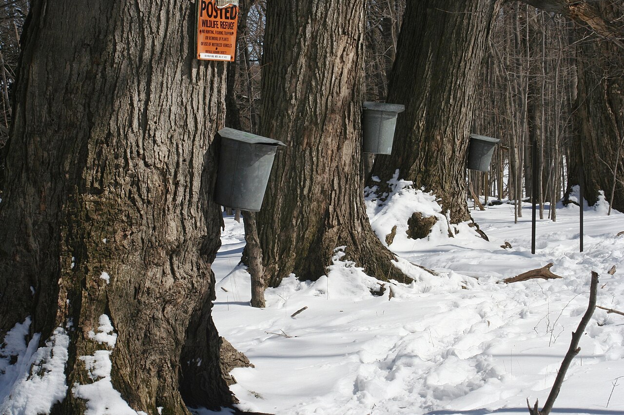 Sap buckets on maple trees in snow