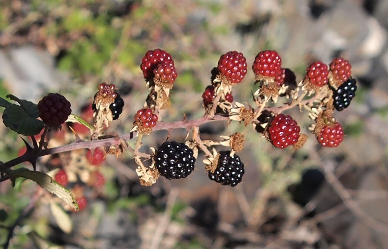 Wild blackberries ripening on a bramble