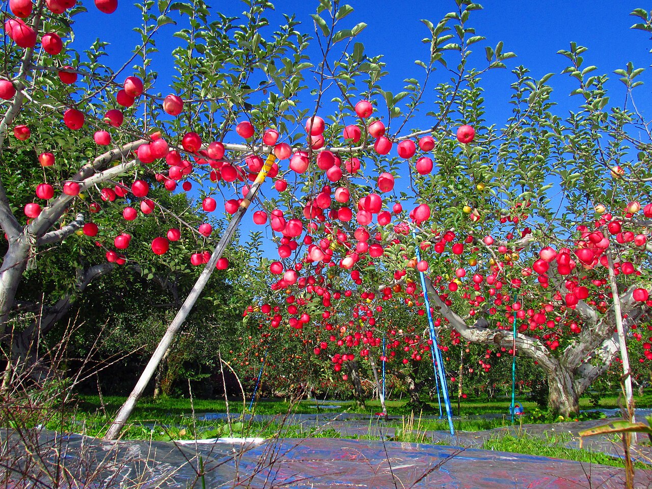 Fuji apples at Aomori Ringo Orchard