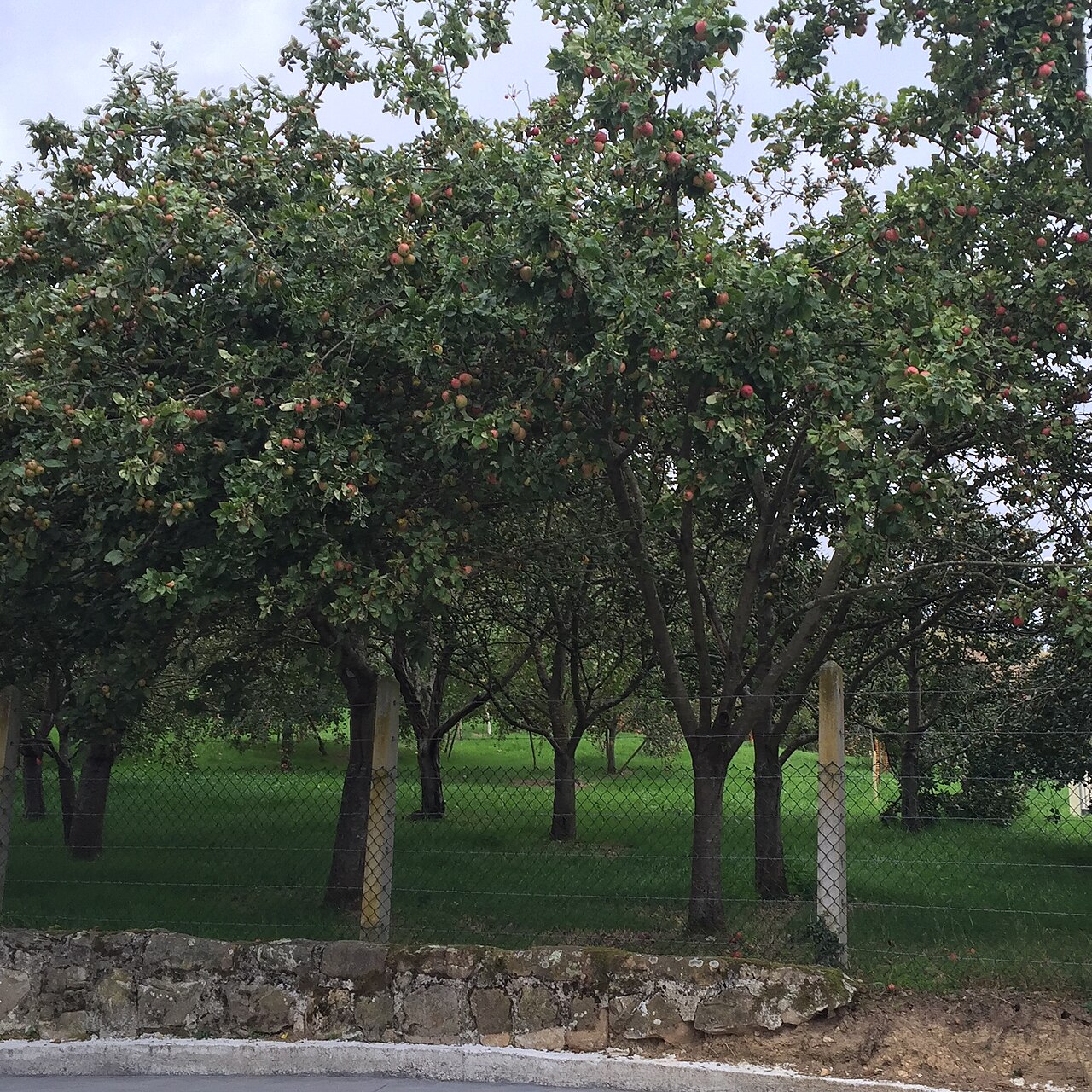 Sidra apples at Llagar de Asturias