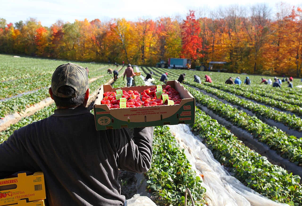 Strawberry harvest in Quebec