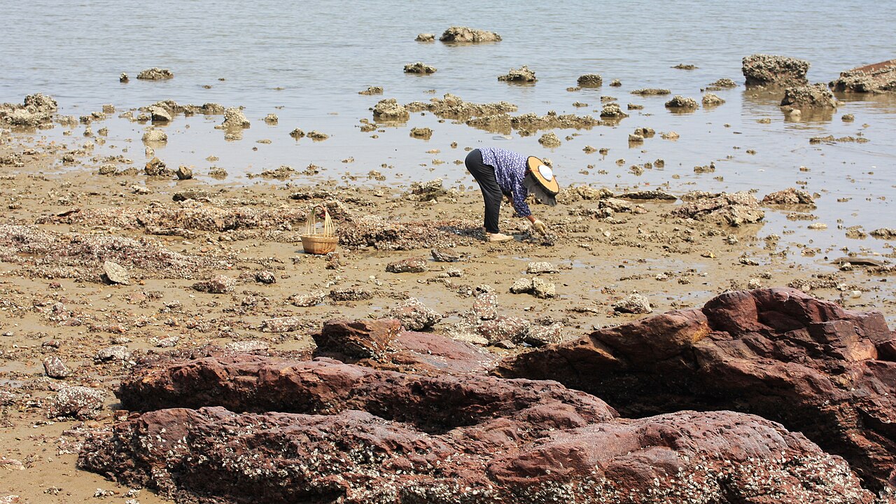 A person gathering cockles on the seashore in Kat O Hoi, Hong Kong