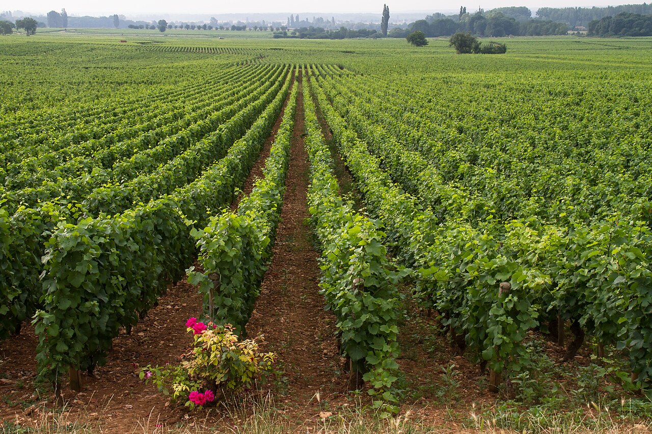 Vineyards near Beaune in Burgundy