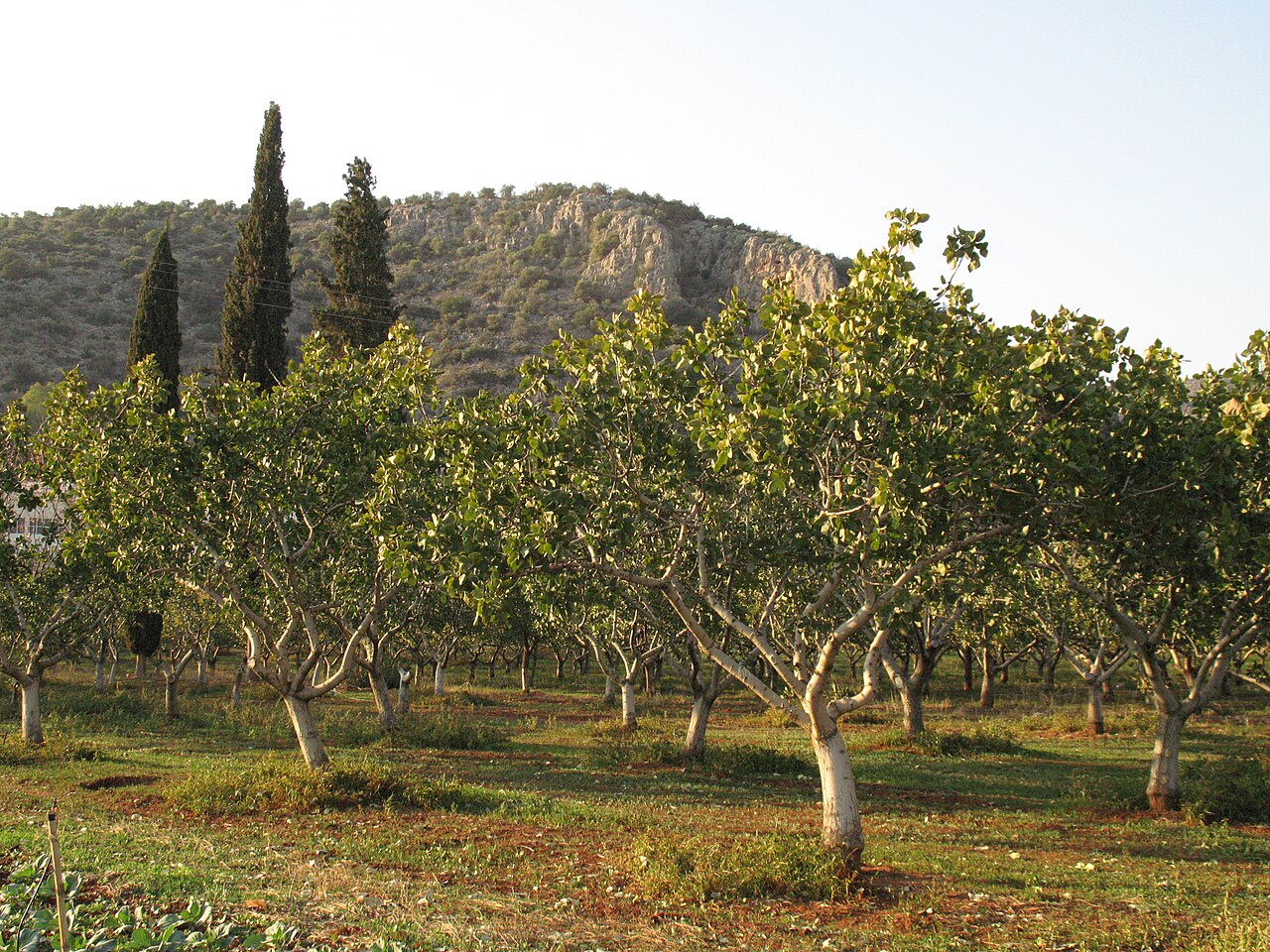 Pistachio orchard in Greece