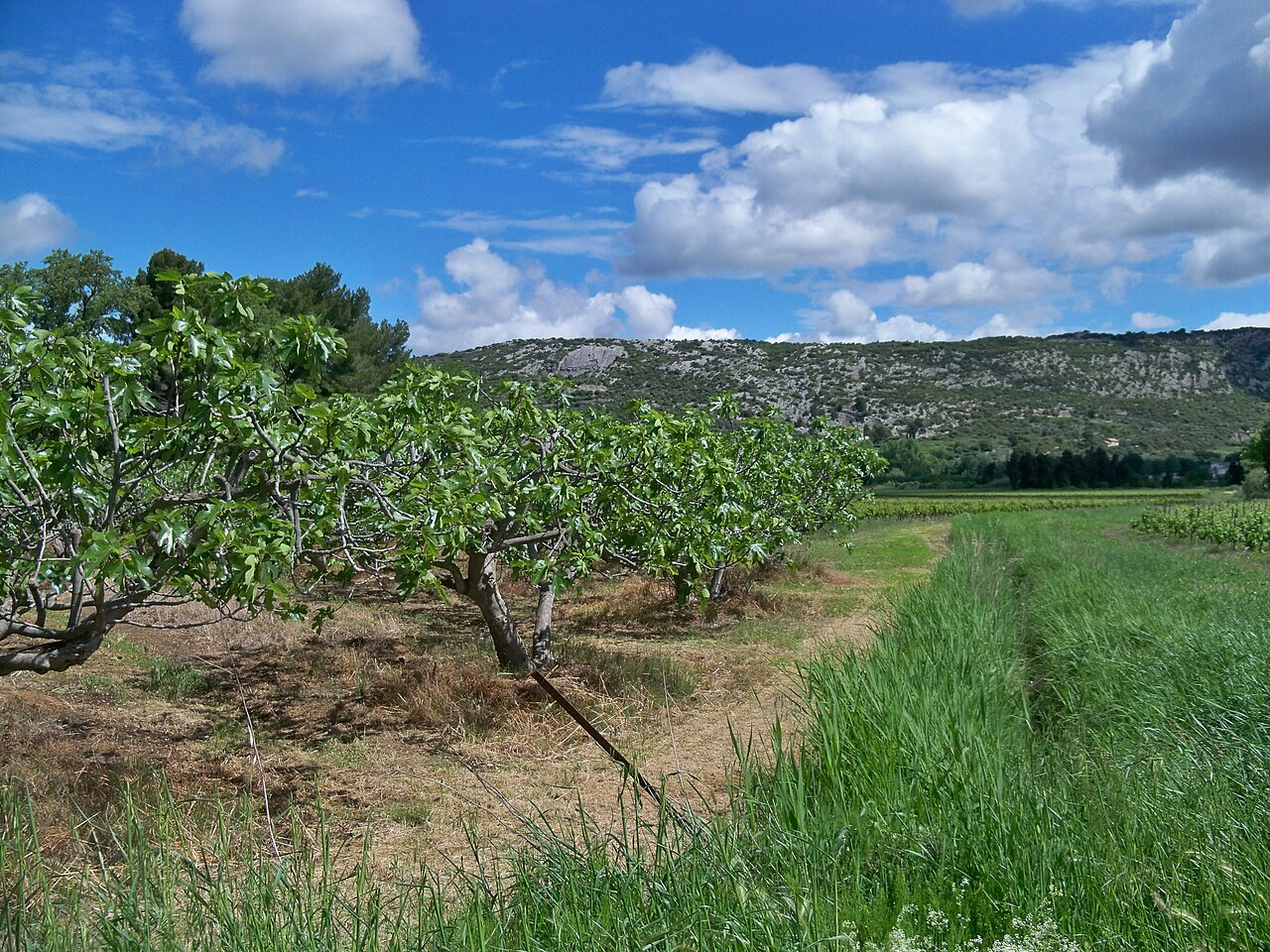 Violette figs at Les Figues de Solliès