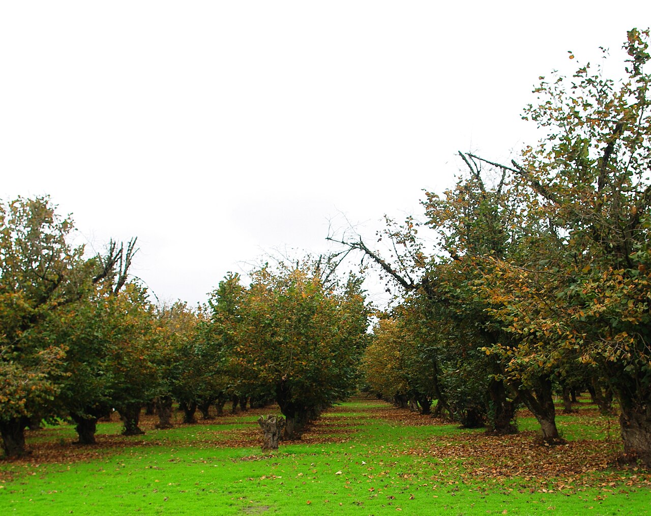 Hazelnuts at Willamette Hazelnut Commons
