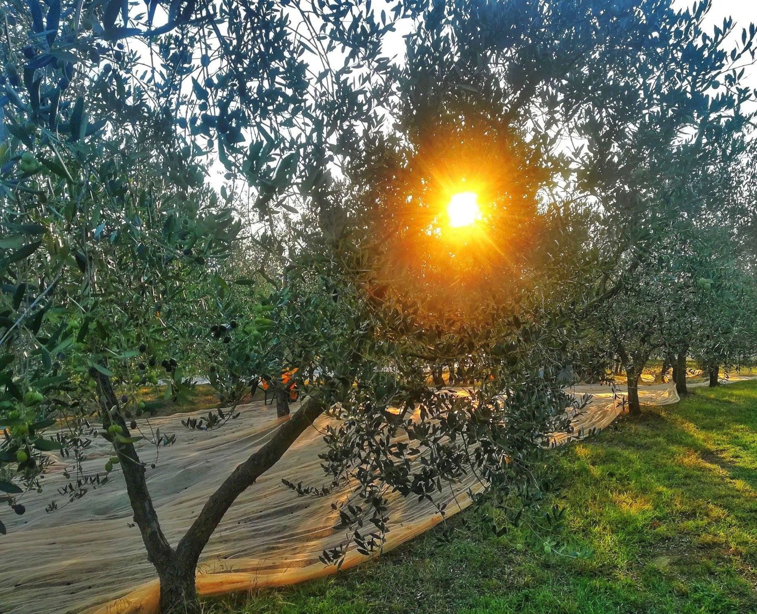 Olive harvest in a Tuscan grove