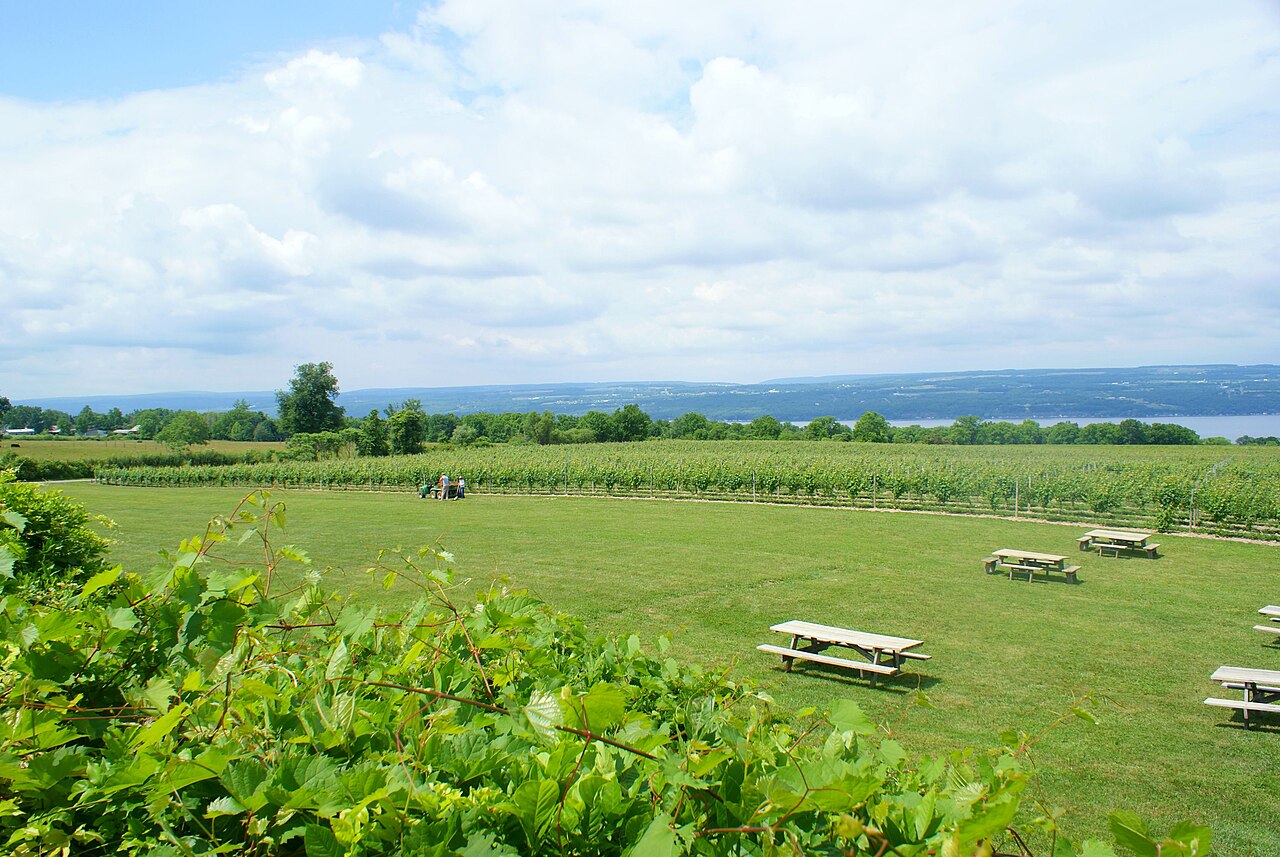 Vineyards above Seneca Lake, Finger Lakes