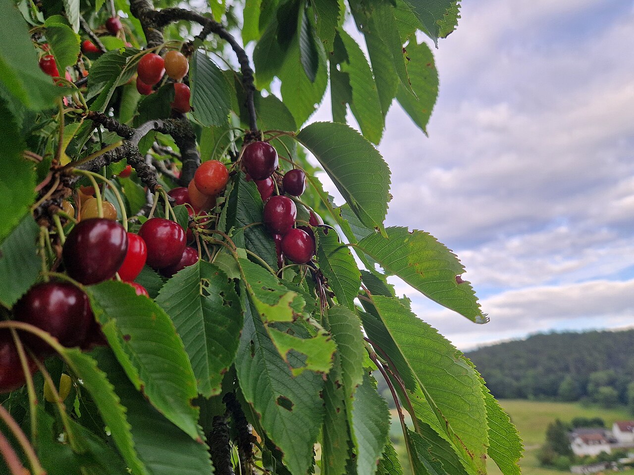Montmorency cherries at Door County Cherry Lanes