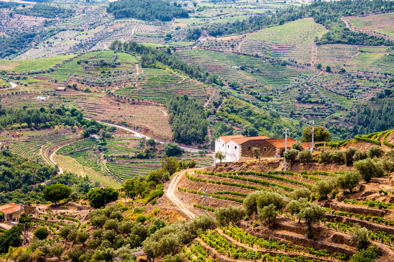 Wild almonds & olives at Douro Wild Olive & Almond Slopes