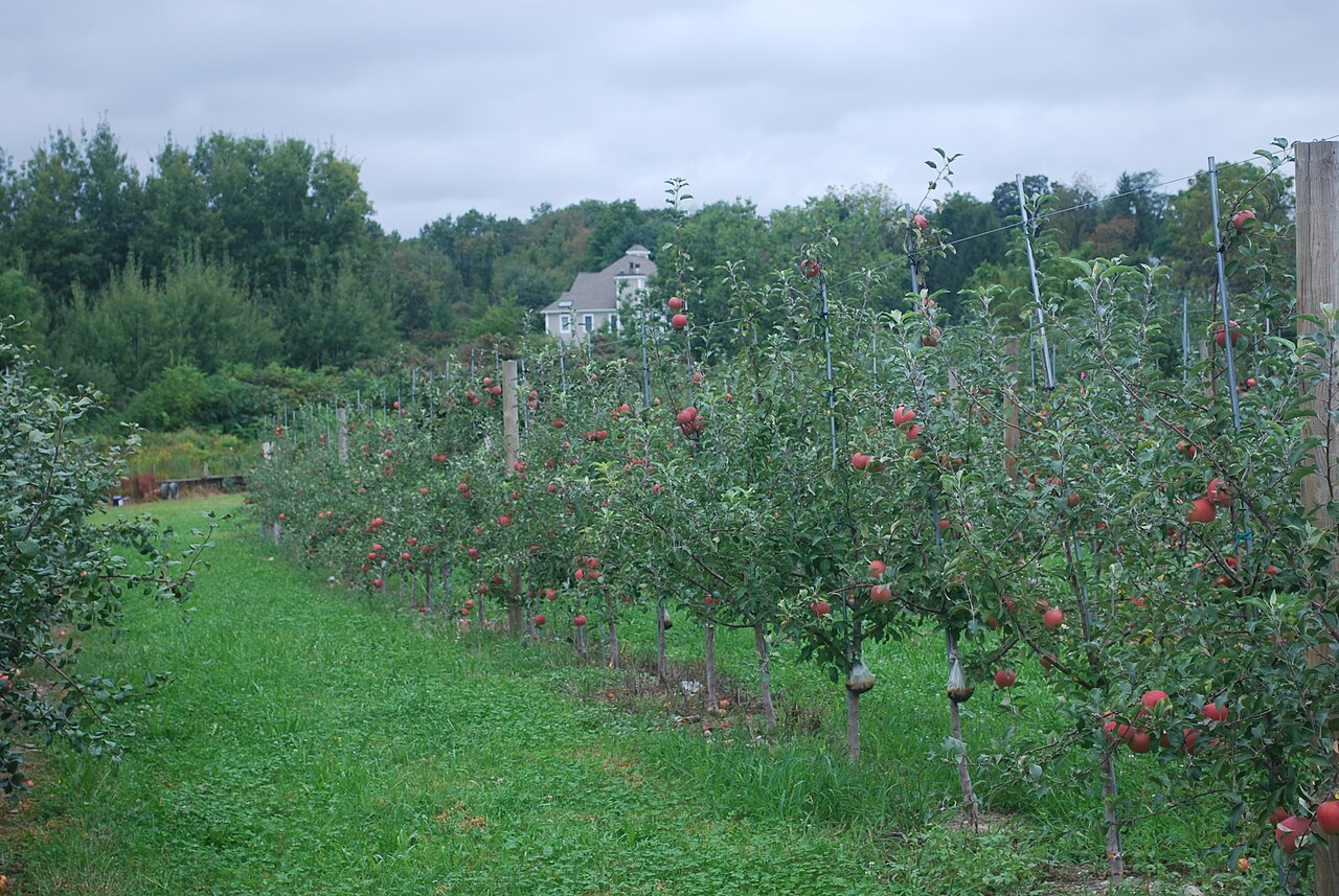 Apple orchard in Marlboro, Hudson Valley