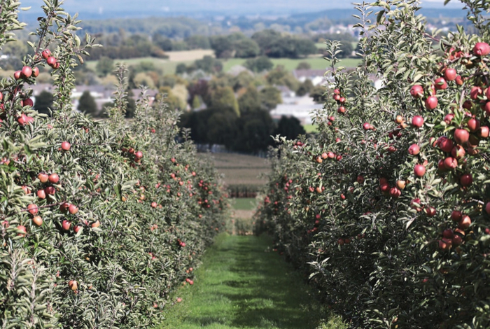Get the latest Orchard News - Orchards Near Me