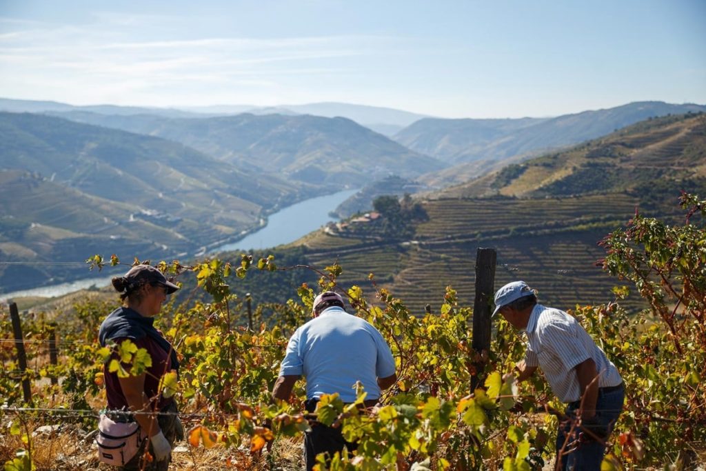 vineyard-tour-douro-valley-portugal