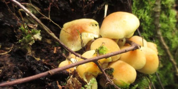 finding-wild-mushrooms-ireland-orchards-near-me