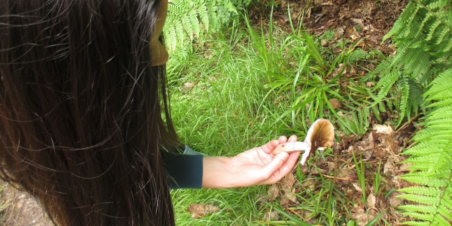 foraging-experience-wicklow-mushroom-picking