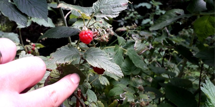 berry-picking-ireland-wild-food-tasting-orchards-near-me