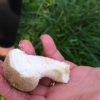 10-unusual-mushrooms-to-find-in-ireland-orchards-near-me