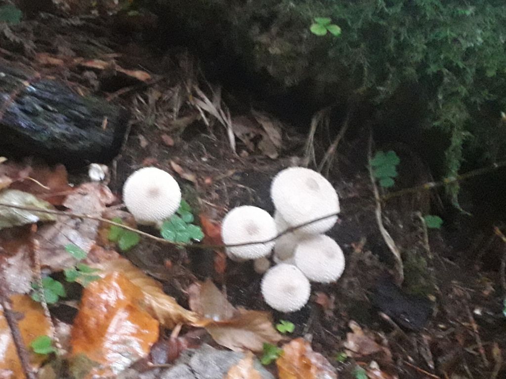 common-puffball-mushrooms-ireland-orchards-near-me