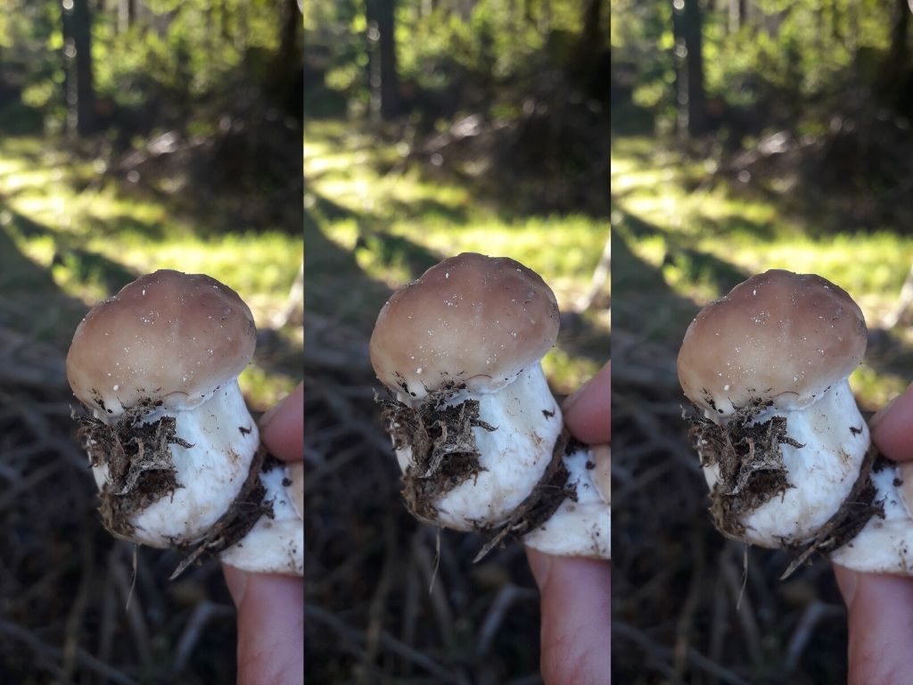 penny-bun-cep-porcini-mushroom-ireland