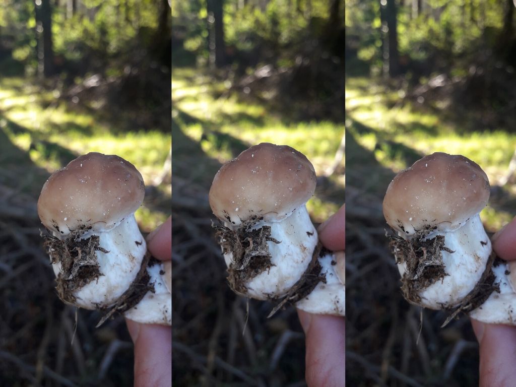 10 Unusual Mushrooms to find in the Woods Orchards Near Me
