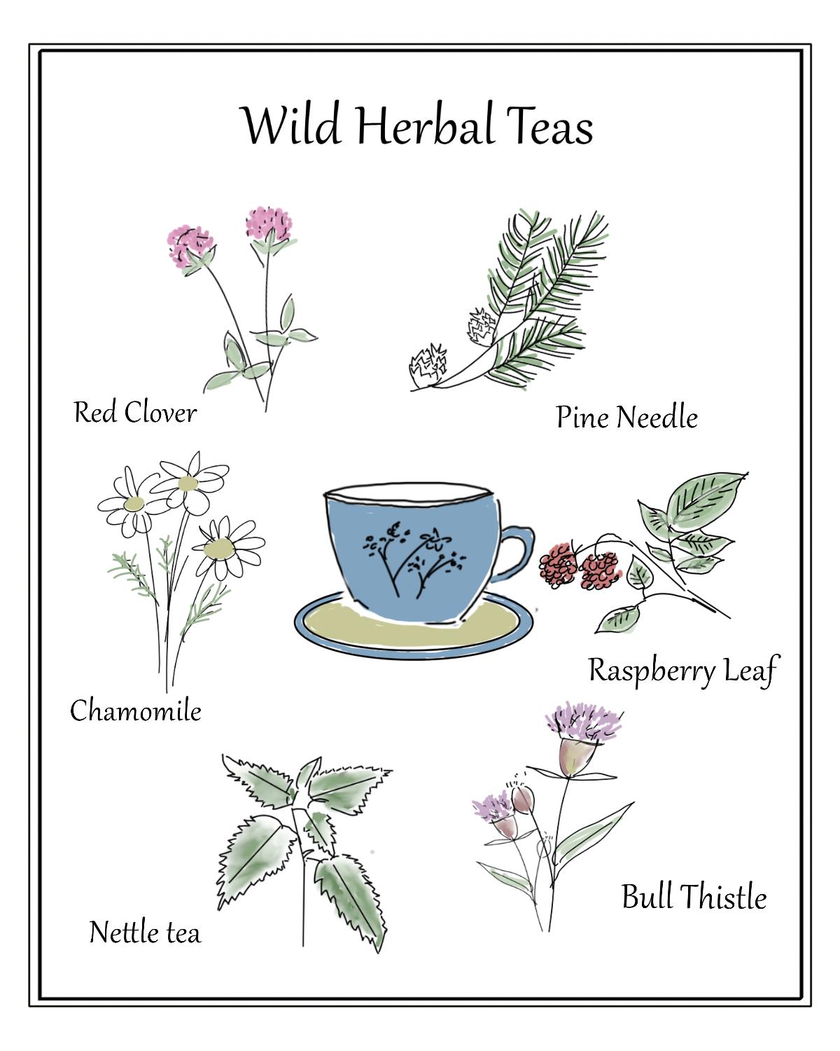 Wild-herbal-teas-poster