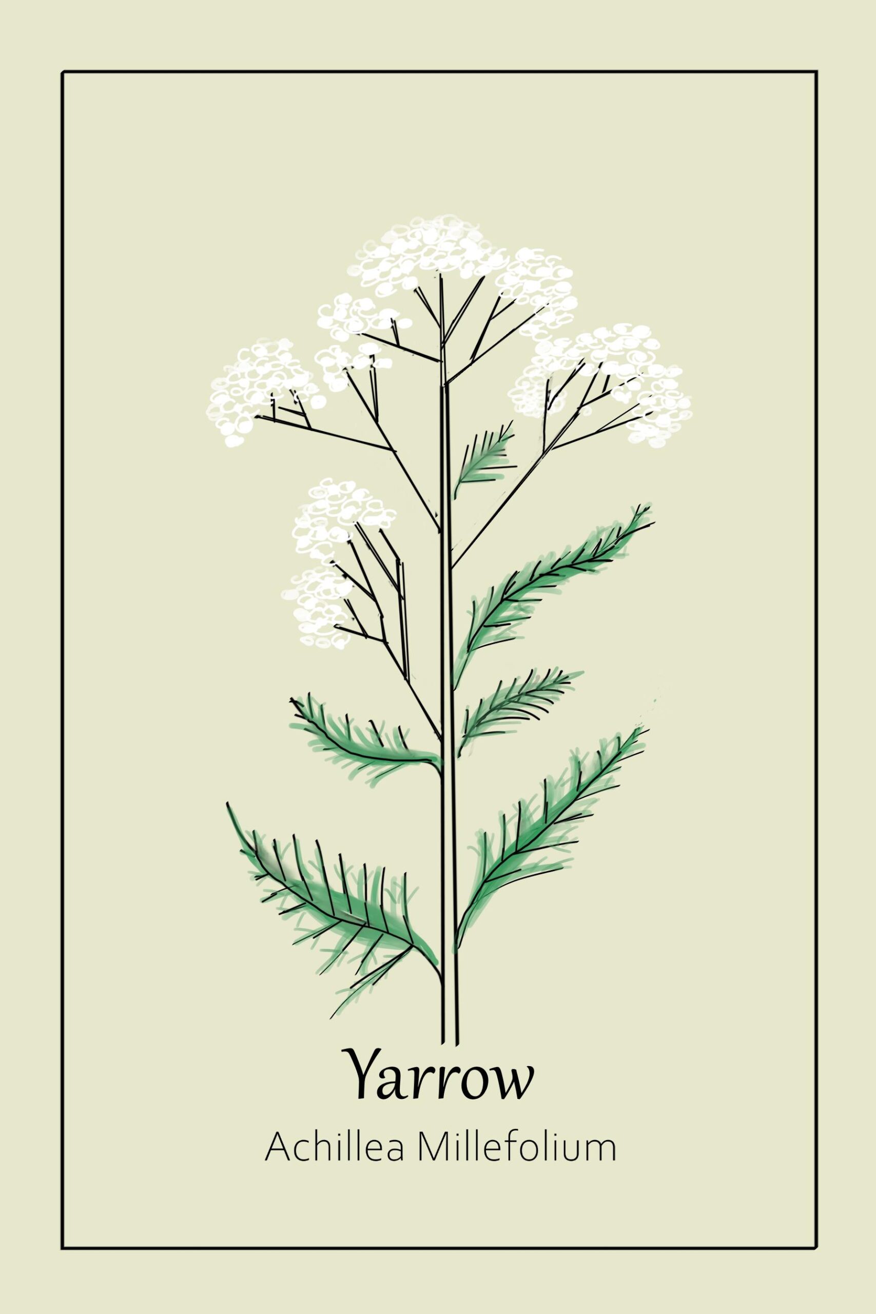 Yarrow-poster